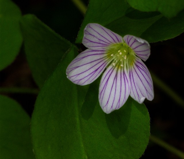 Oxalis oregana - Oregon Sorrel 14-0976_1.jpg